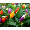 CEMEHA SEEDS - Indoor Masquerade Ornamental Pepper Mix for Pots