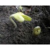 Edamame Midori Giant Bean Seeds - Delicious Large Edamame that