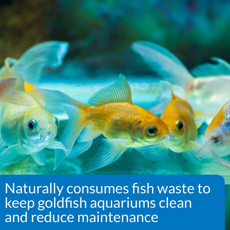 API GOLDFISH CARE PACK Aquarium Water Conditioner 1.25-Ounce Bottle