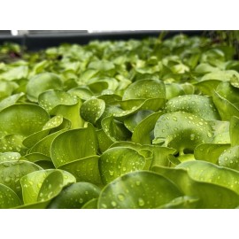 Bundle of  20 Water Hyacinth/Floating Pond Plants/Live Aquatic Plant
