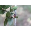 20 Fresh Acorns - Canyon Live Oak Tree Seeds for