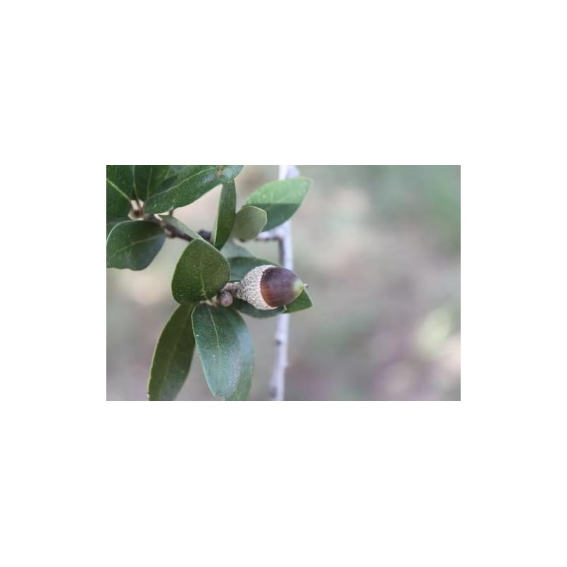 20 Fresh Acorns - Canyon Live Oak Tree Seeds for