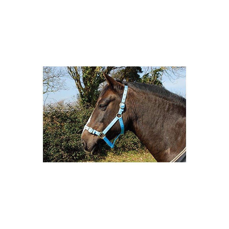 Rhinegold Nylon Headcollar - Shetland - Baby Blue