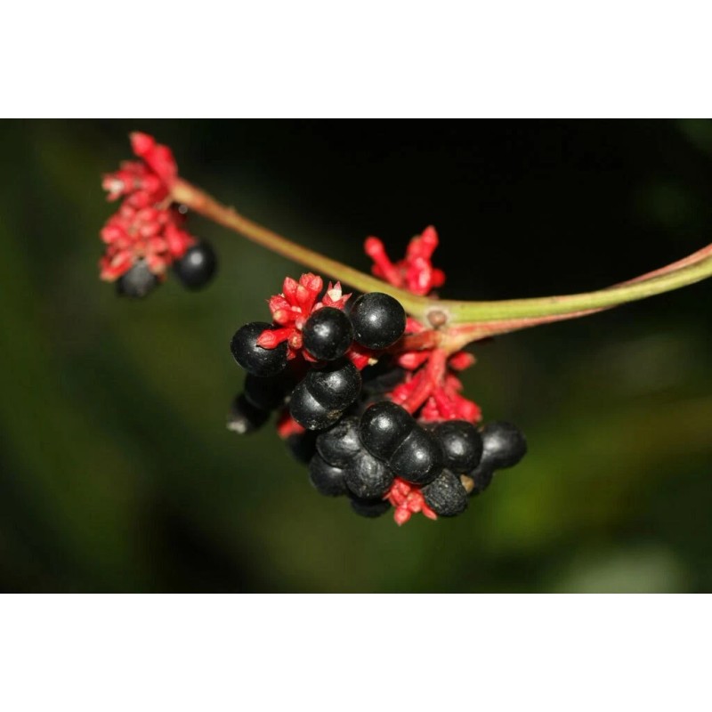 Buy Rare Seeds Rauvolfia serpentina | Indian Snakeroot | Devil