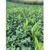 Hale Habitat & Seed Clovers, Alfalfa, & Chicory Food Plot