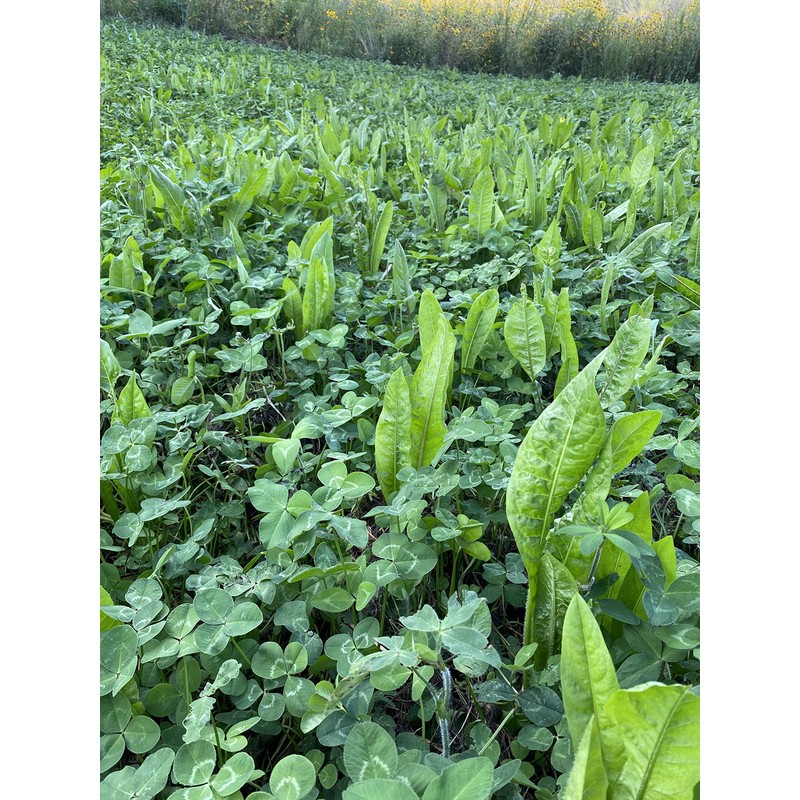 Hale Habitat & Seed Clovers, Alfalfa, & Chicory Food Plot