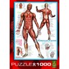 EuroGraphics Muscular System Puzzle (1000-Piece) (6000-2015)