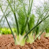 Outsidepride 1 oz. Annual Foeniculum Vulgare Fennel Herb Garden Seeds