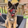 Big Dog Styles Head Collar, Made in UK for Large