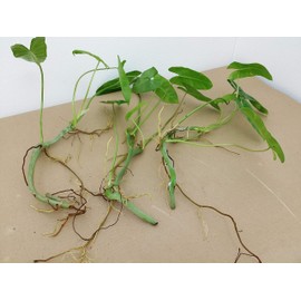 Rare Philodendron 'Burle Marx' - 3 Fresh CUTTINGS - Easy to Grow Tropical Plant Houseplant or Outdoors - Makes Great Tropical Groundcover