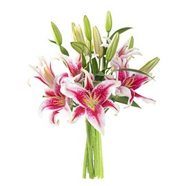 KaBloom Flowers - Mother's Day Collection - Sailor's Sunset Bouquet of 5 Fresh Pink Lilies Without Vase - Gift for Birthday, Sympathy, Anniversary, Get Well, Valentine, Mother’s Day Fresh Flowers