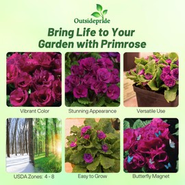 Outsidepride Primlet Purple Common Primrose Seeds - 20 Pcs Annual, Hardy, Easy to Grow & Low Maintenance Flower Seeds for Planting Vibrant Soft Blooms, for Containers, Borders & Erosion Control