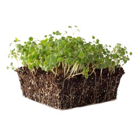 Salad Burnet Herb Garden Seeds - 1 Lb Bulk ~12,600 Seeds - Non-GMO, Heirloom Herb Gardening & Microgreens Seeds