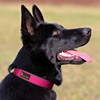 Plutus Pet Tactical Dog Collar, Reflective, Adjustable Heavy Duty Dog