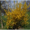 Live Japanese Garden Juniper aka Juniperus procumbens 'Nana' Plant Fit