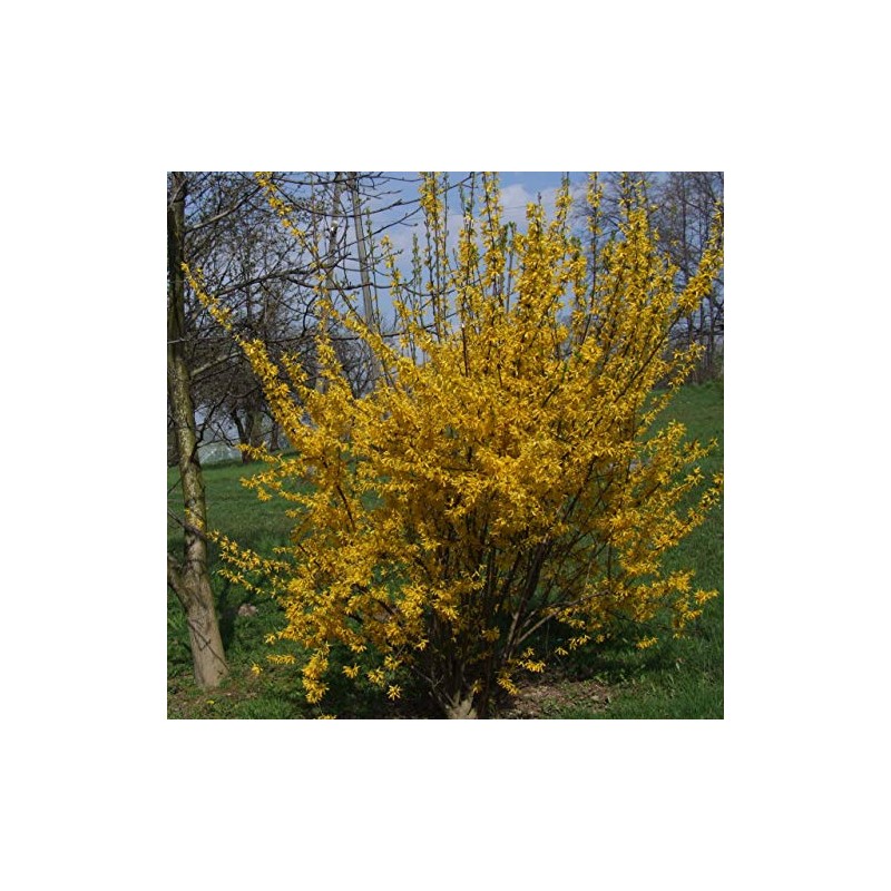 Live Japanese Garden Juniper aka Juniperus procumbens 'Nana' Plant Fit
