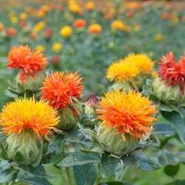 Eden Brothers Safflower Seeds - Corrales Azafran