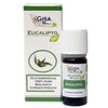 Organic Eucaliptus - 100% Organic, Pure and Natural Essential Oil