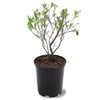 Generic Brightwell Blueberry Shrub, Rabbiteye, Abundant Harvests, Vigorous Growth, Ornamental