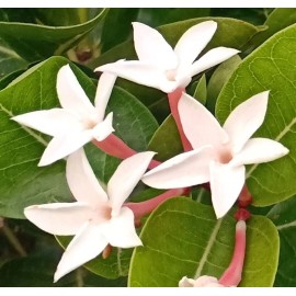 Buy Rare Seeds Carissa carandas | Bengal Currant | Christs Thorn | Carandas Plum | 50_Seeds