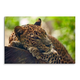Canvas Picture Animal Photography – Jaguar on Tree Canvas Exclusive Modern Photography For Your Wall Art in different sizes