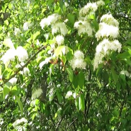 No Brand Blackhaw Viburnum Live Shrub Breaking Dormancy Bareroot 1 gal