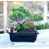 Live Dwarf Juniper Bonsai Tree About 6 Years Old with