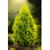 Berkman's Gold Arborvitae | 1 Large Gallon Size Plant |