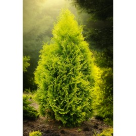 Berkman's Gold Arborvitae | 1 Large Gallon Size Plant | Platycladus orientalis 'Aurea Nana' | Compact Evergreen Shrub for Borders | Vibrant Golden Foliage Accent