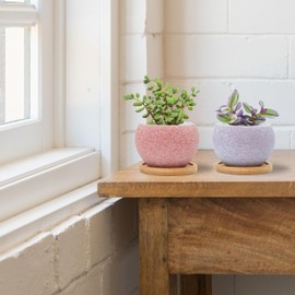 Thriving Thicket 3 inch Pink and Purple Ceramic pots for Plants, Small Succulent Pots Set with Drainage, 6 Pack Flower Pot for Indoor Plant, Planters for Little or Mini Cactus (3 Pink & 3 Purple)