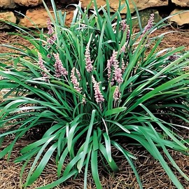 Classy Groundcovers, Creeping Lily Turf, Creeping Liriope, Lilyturf, Monkey Grass (Flat of 18 Pots, 3 1/4 inch Square)