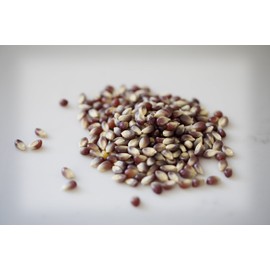 Amish Country Popcorn | 14 oz Bottle | Purple Popcorn Kernels | Old Fashioned, Non-GMO and Gluten Free (14 oz Bottle)