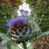 Treevale Cardoon Seeds | Artichoke Thistle | NON-GMO - 60 Seeds No Tracking