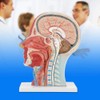 Anatomical Medical Life-Size Half Head Model Scientific Education Human Head