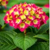Hydrangea Mix 10+ Seeds Flowers Planting for Outdoor Indoor