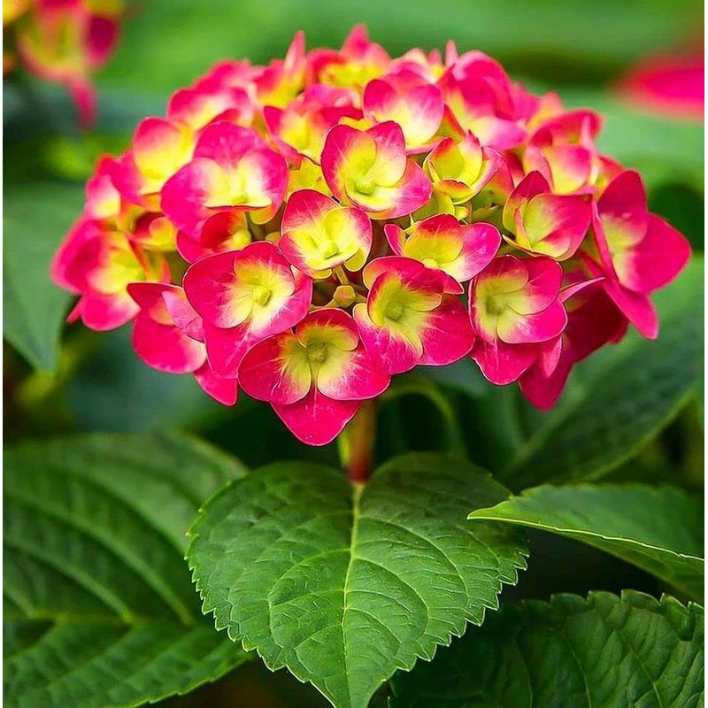 Hydrangea Mix 10+ Seeds Flowers Planting for Outdoor Indoor