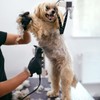Dog Grooming Clipper Replacement Blades Compatible with Andis Pet Clipper/Oster