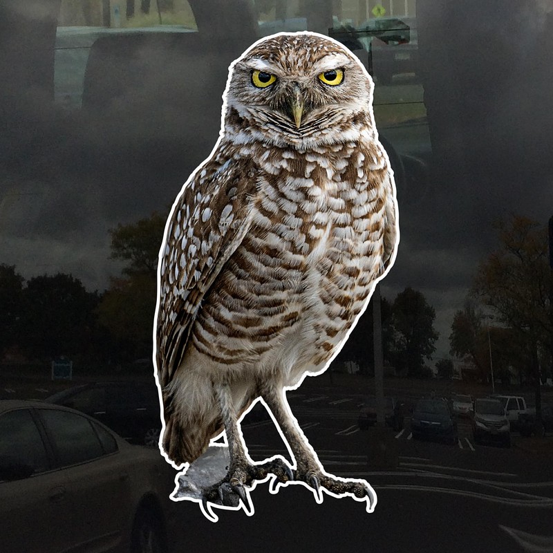 Photo Realistic Owl Window Cling - Vibrant Static Cling Window