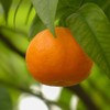 Mandarin 5ml Incent Essential Oil Essential Oil