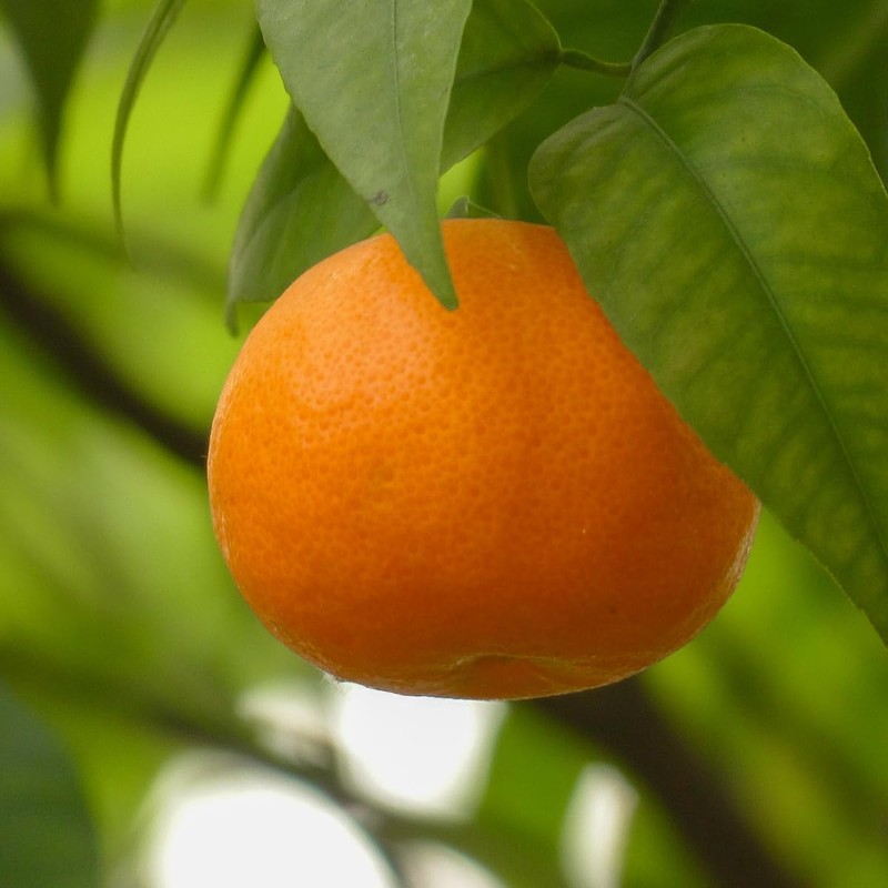Mandarin 5ml Incent Essential Oil Essential Oil