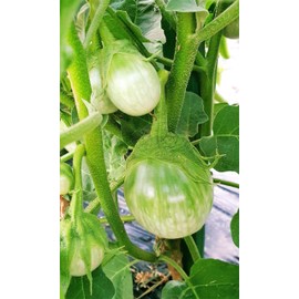 TomorrowSeeds - Petch Siam Thai Eggplant - 600+ Count - Small Green Brinjal Baby Round Egg Aubergine Eggplants Melongene USA Garden Vegetable Seeds for 2025