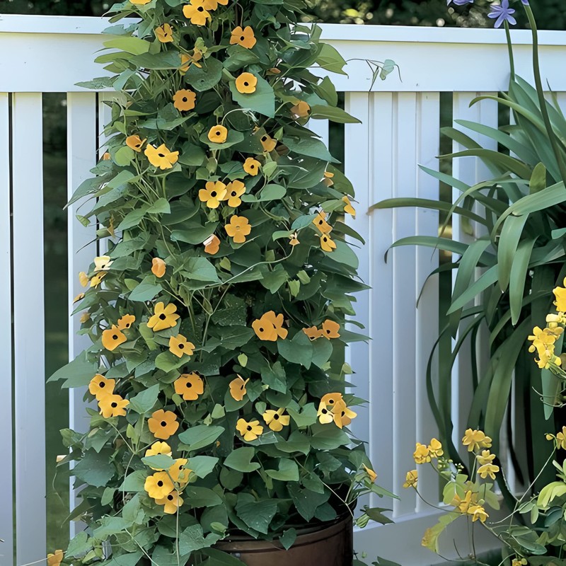 Park Seed Black-Eyed Susan Vine – Twining Summer Annual with