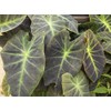 Imperial Giant Elephant Ear, Colocasia, Taro - Large, 1 Gallon