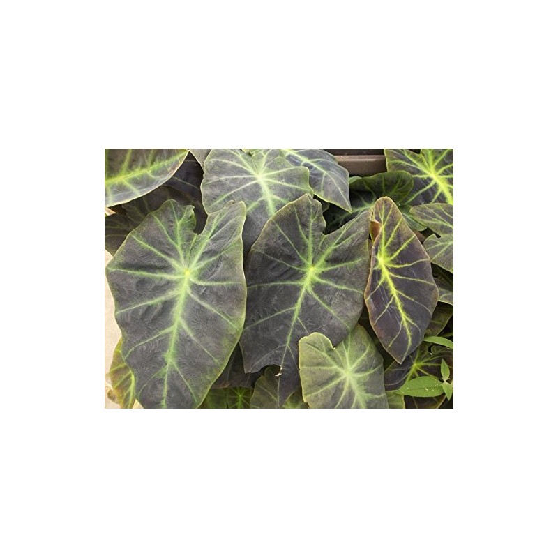 Imperial Giant Elephant Ear, Colocasia, Taro - Large, 1 Gallon