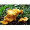 Chanterelle Mushroom Spores in Sawdust Bag Garden Grow Kit Makes