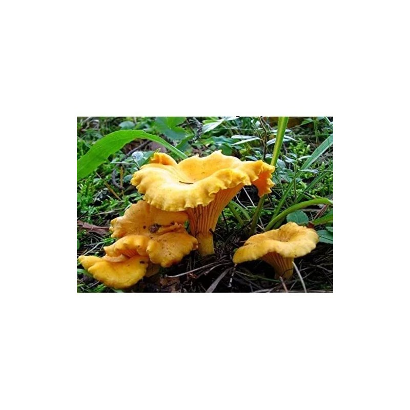 Chanterelle Mushroom Spores in Sawdust Bag Garden Grow Kit Makes