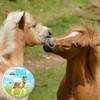 The Blissful Horses Boo Boo Butter All Natural Support for