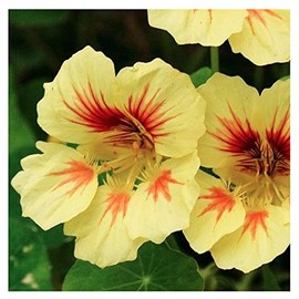 Peach Melba Nasturtium Seeds - Yellow with Streaks - 45 Seeds