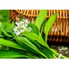 Wild Garlic Ramsons Buckrams Wild Onion 40 Non-GMO Seeds for