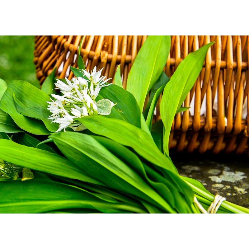 Wild Garlic Ramsons Buckrams Wild Onion 40 Non-GMO Seeds for